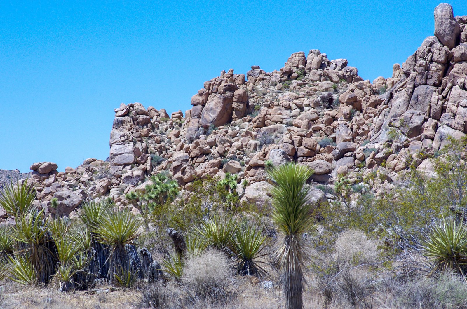 Joshua Tree 07